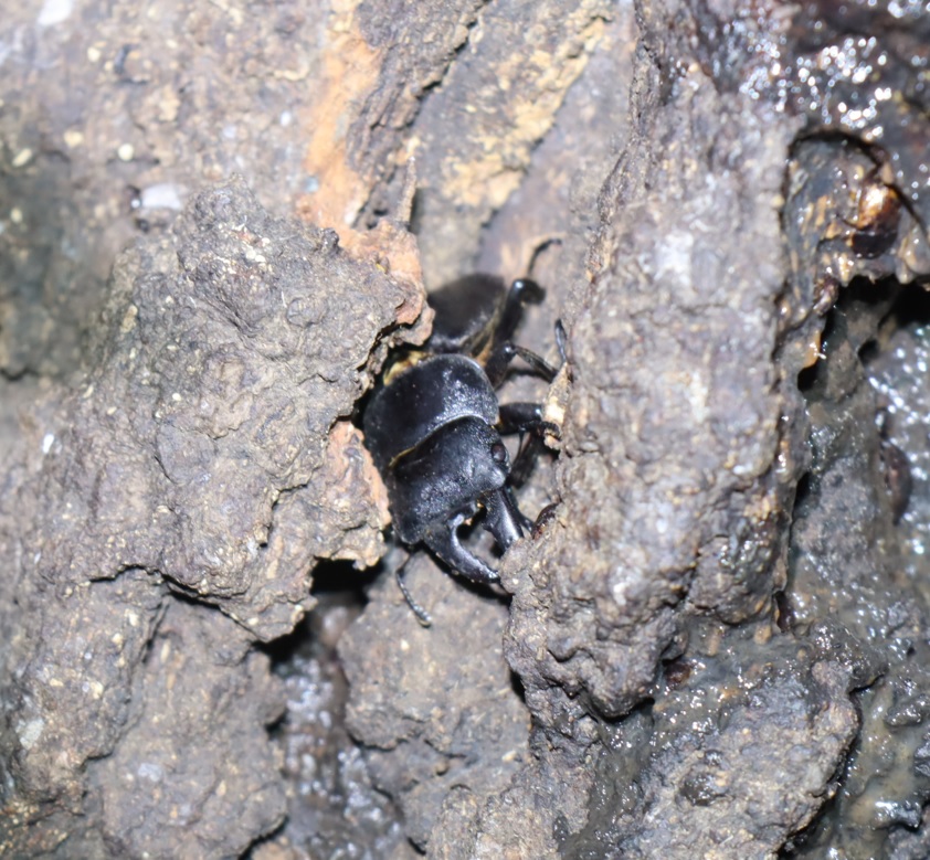 ヒラタクワガタ♂2匹目（38mm）-アングル1_No7のクヌギ_クワガタ達のオアシス_2023年7月19日19時35分 気温28.7度